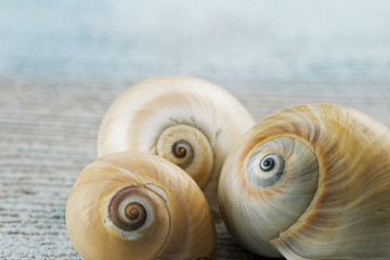 maritimes Still-Leben