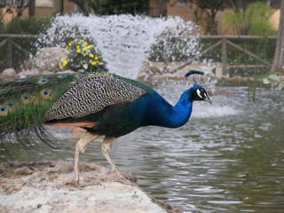 Pavo Real