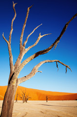 Dead tree in Namib Desert