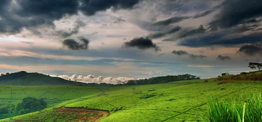 Foto op Plexiglas Tea plantation © Dmitry Pichugin