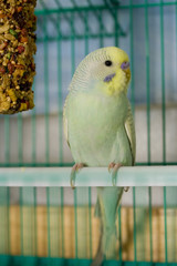 Dilute opaline parakeet