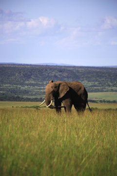 Single elephant