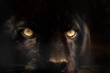 Abwaschbare Fototapete Panther schwarzer Panther