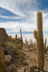 Cardon cactus at Isla de Pescado, bolivia