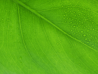 Leafrain