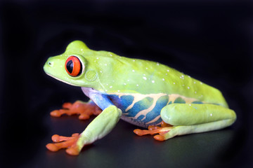 frog closeup on black