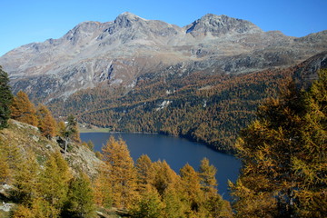 Fototapeta premium silvaplanasee