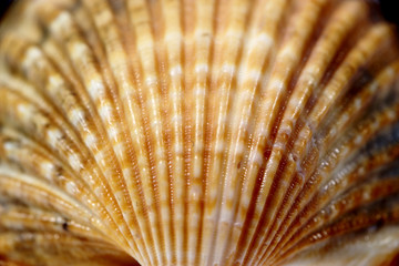 sea shell background