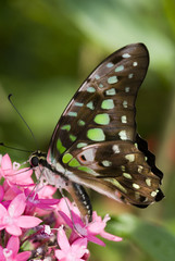 Tailed Jay-Graphium agamemnon