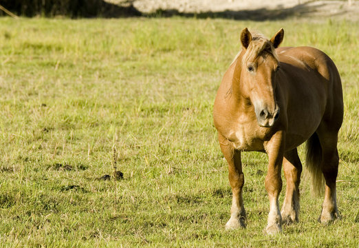 cavallo
