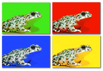 pop art frogs
