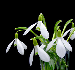 First spring flowers snowdrops bouquet in the glass