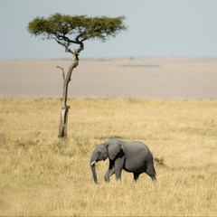 Fototapeta premium African Elephant Masai mara Kenya