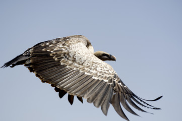 vulture at Masai mara Kenya