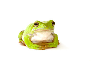 tree frog