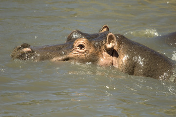Fototapeta premium hippopotamus - Masai mara Kenya