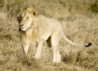 Obraz na płótnie Canvas Lion Masai mara Kenya