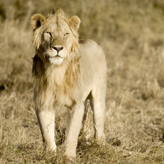 Lion Masai mara Kenya