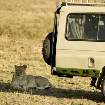 Fototapeta Lion Masai mara Kenya