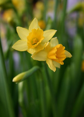Obraz premium jonquilles