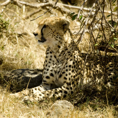 cheetah Masai mara Kenya