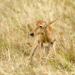 young Topi Masai mara Kenya