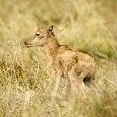 young Topi Masai mara Kenya
