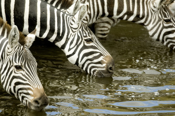 Fototapeta na wymiar Herd of zebra at Masai mara Kenya