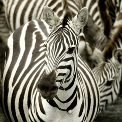 Fototapeta na wymiar Stado zebr w Masai Mara w Kenii