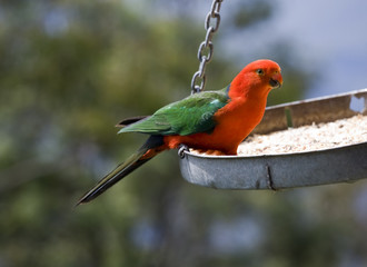 king parrot australia