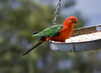 Foto op Plexiglas king parrot australia © markrhiggins
