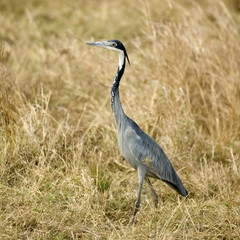 Heron Masai mara Kenya