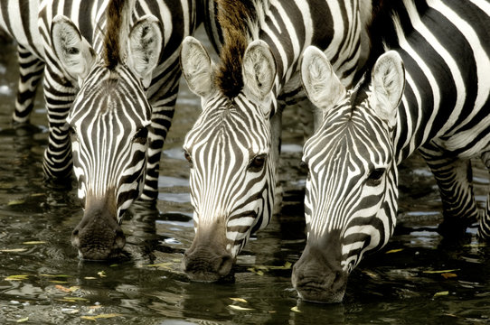 Fototapeta Herd of zebra at Masai mara Kenya
