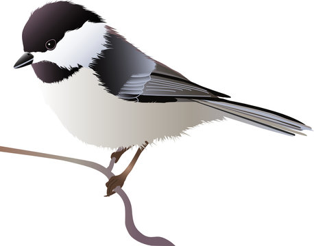 Black capped chickadee perching on a twig
