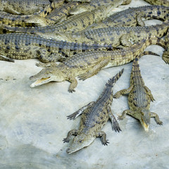 crocodile © Eric Isselée