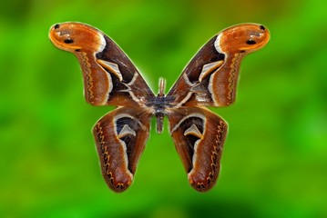 attacus atlas moth specimen in the cabinets