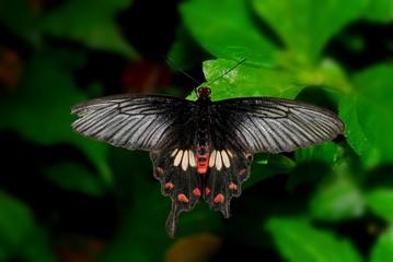 palilio memnon agenor, great mormon butterfly in the gardens