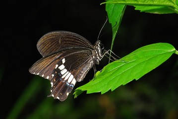 palilio memnon agenor, great mormon butterfly in the gardens
