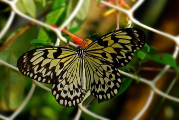 Mangrove tree nymph butterfly in the gardens 