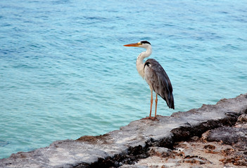 Grey heron on coast of ocean