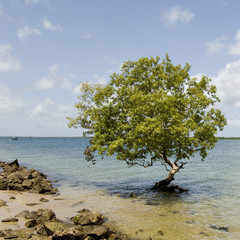 Fototapeta na wymiar isolated tree