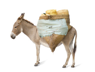 donkey carrying supplies