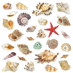 Seashel collection on white background.