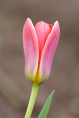 miniature tulip