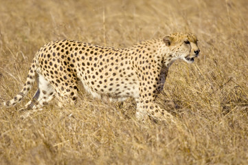 cheetah Masai mara Kenya