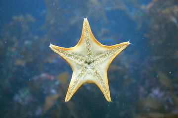 Starfish deep in the ocean