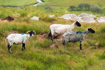 Moutons tondus sur herbe verte
