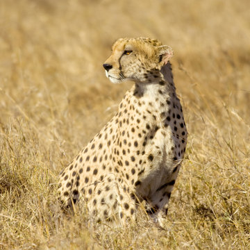cheetah Masai mara Kenya