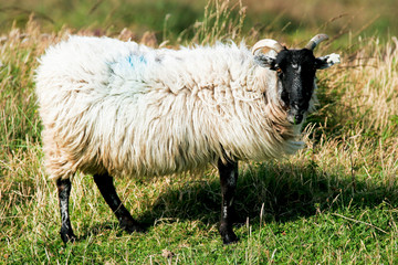 Obraz premium Mouton en paturage