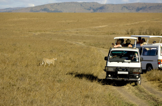 cheetah Masai mara Kenya